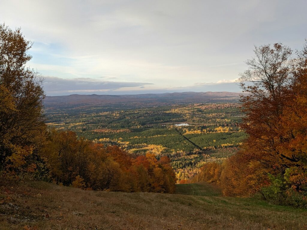 green and brown trees under white clouds during daytime